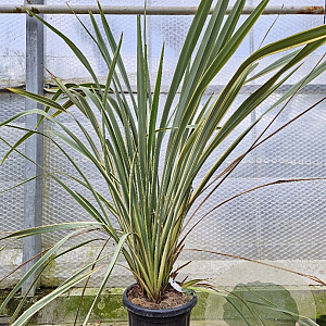 Phormium tenax 'Variegatum' 100-125 cm 30L