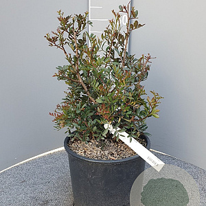 Pistacia lentiscus 40-60 cm 10L