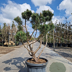 Pinus mugo pumilio 100-125 cm container paraplu