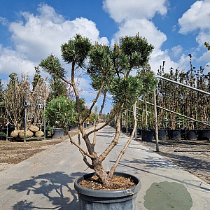 Pinus mugo pumilio 100-125 cm container paraplu
