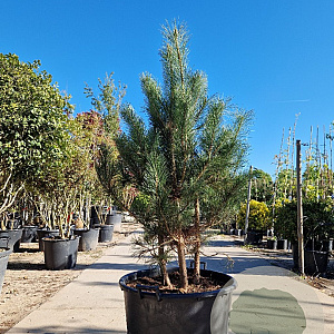 Pinus nigra 150-175 cm container meerstammig