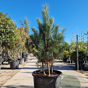 Pinus nigra 150-175 cm container meerstammig