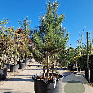 Pinus nigra 175-200 cm container meerstammig