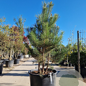 Pinus nigra 175-200 cm container meerstammig