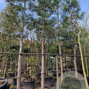 Pinus nigra nigra 210 cm stam container 25-30