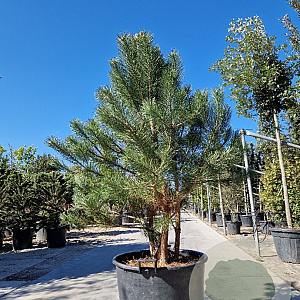 Pinus sylvestris 150-175 cm container meerstammig