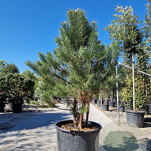Pinus sylvestris 150-175 cm container meerstammig
