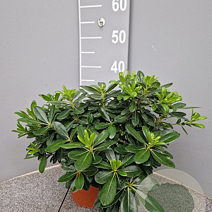 Pittosporum tob. 'Nanum' GM P17