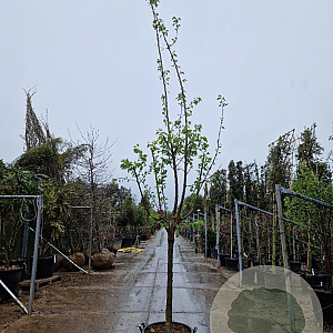 Prunus armeniaca 100 cm stam container 16-18