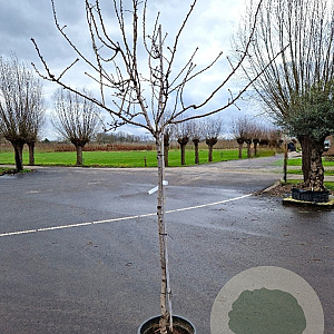 Prunus dulcis 150 cm stam container 10-12 leiboom