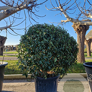 Prunus l. 'Angustifolia' 100-125 cm container bonsai