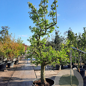 Pyrus c. 'Conference' 50 cm stam container 40-50 extra