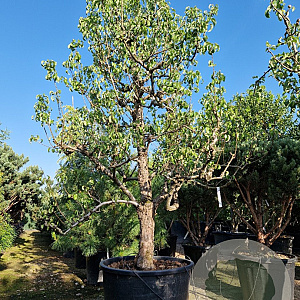Pyrus c. 'Conference' 50 cm stam container 40-50 extra