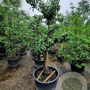 Pyrus c. 'Conference' 50 cm stam container 40-50 extra