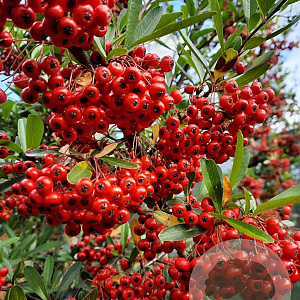 Pyracantha coccinea 120 cm stam container 12-14