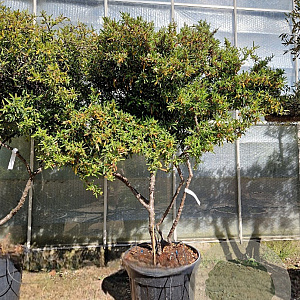 Pyracantha 'Navaho' 150-175 cm container solitair 40-45