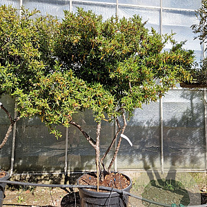 Pyracantha 'Navaho' 150-175 cm container solitair 40-45