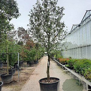 Quercus ilex 100 cm stam container 25-30