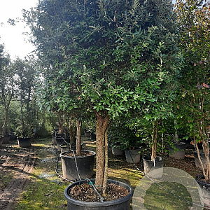 Quercus ilex 100 cm stam container 35-40 cilinder