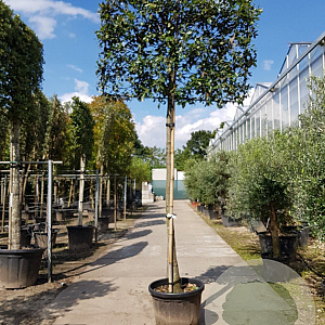 Quercus ilex 120 cm stam container 20-25