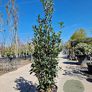 Quercus ilex 125-150 cm 18L