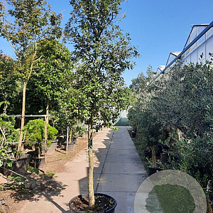 Quercus ilex 150 cm stam container 20-25 lei 150x150