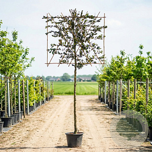 Quercus ilex 160 cm stam container 10-12 lei 150x120