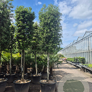 Quercus ilex 160 cm stam container 20-25