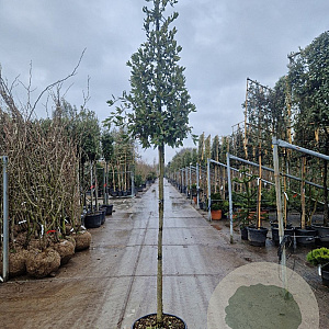 Quercus ilex 160 cm stam container 8-10