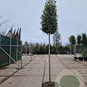 Quercus ilex 200 cm stam container 18-20