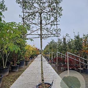 Quercus ilex 200 cm stam container 16-18