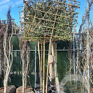 Quercus ilex 200 cm stam container 10-12 extra