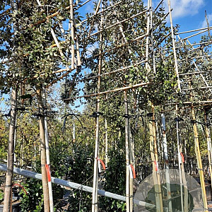 Quercus ilex 200 cm stam container leiboom