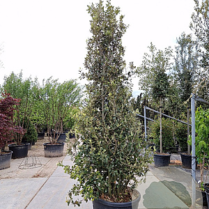 Quercus ilex 300-350 cm container
