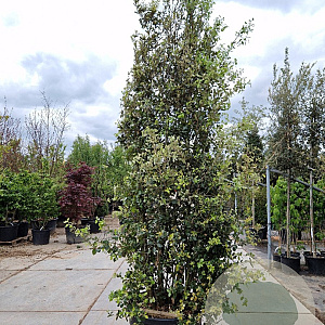 Quercus ilex 350-400 cm cont. 175L 