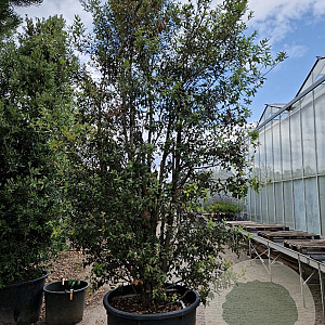 Quercus ilex 400-450 cm cont. 500L meerstammig extra