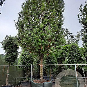 Quercus ilex 70 cm container 60-80