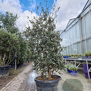 Quercus suber 150-175 cm cont. 95L paraplu