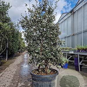 Quercus suber 150-175 cm cont. 95L paraplu