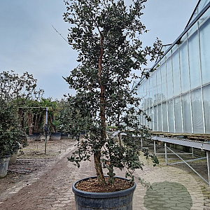 Quercus suber 175-200 cm cont. 95L meerstammig