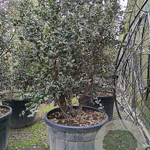 Quercus suber 175-200 cm cont. 95L meerstammig