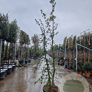 Quercus suber 200-250 cm cont. 70L meerstammig