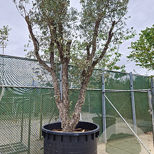 Quercus suber 350-400 cm cont. 150L meerstammig
