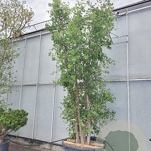 Quercus suber 350-400 cm cont. 500L meerstammig