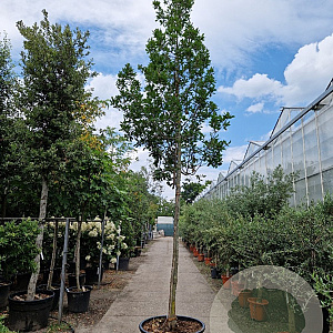 Quercus turneri 'Pseudoturneri' 200 cm stam cont. 230L 18-20