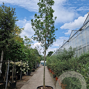 Quercus turneri 'Pseudoturneri' 220 cm stam cont. 230L 20-25