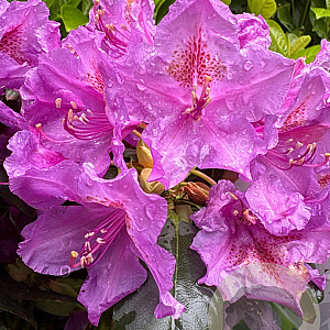 Rhododendron 'Lee's Dark Purple' 70-80 cm 10L