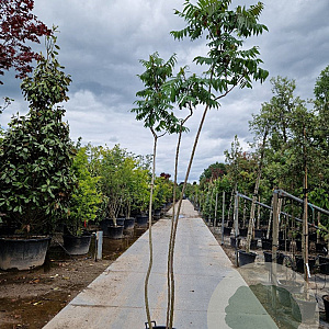 Rhus typhina 250-300 cm 35L meerstammig
