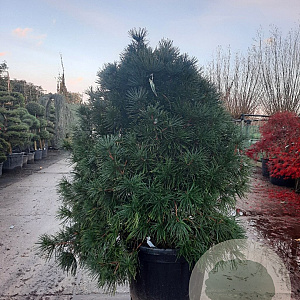 Sciadopitys verticillata 125-150 cm container solitair
