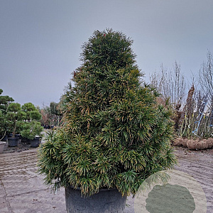 Sciadopitys verticillata 140-160 cm container solitair